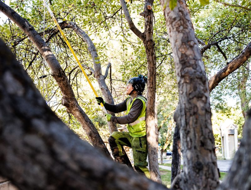 Expert Solutions for Tree Removal in Albany, NY: Ensuring Safety and Beauty in Your Landscape