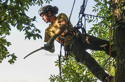 Professional Tree Care in Northern Germany: Trusted Tree Felling Norderstedt Services for Safe and Sustainable Landscaping