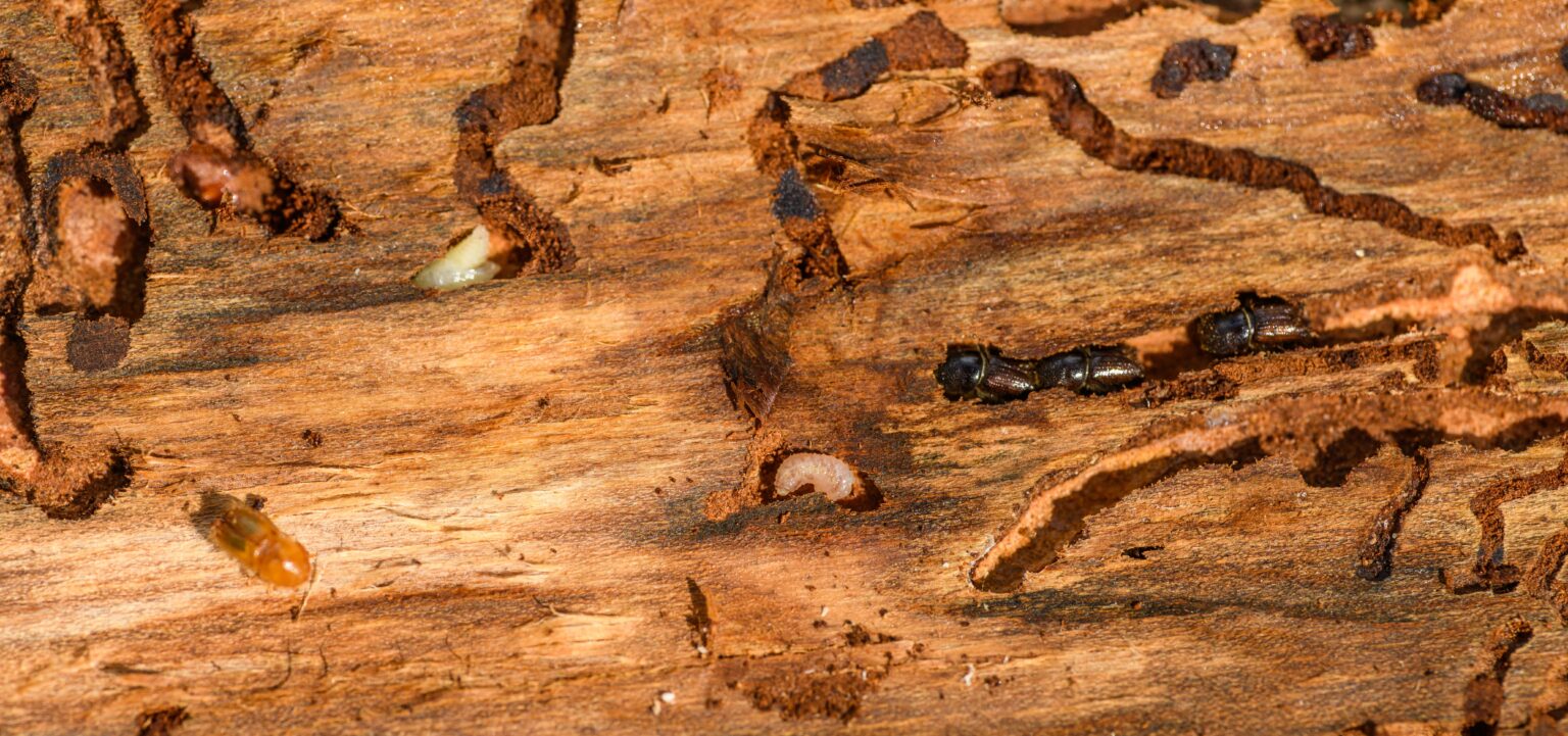 Hidden in the Walls: How Pros Deliver Reliable Termite Pest Control Behind Closed Drywall
