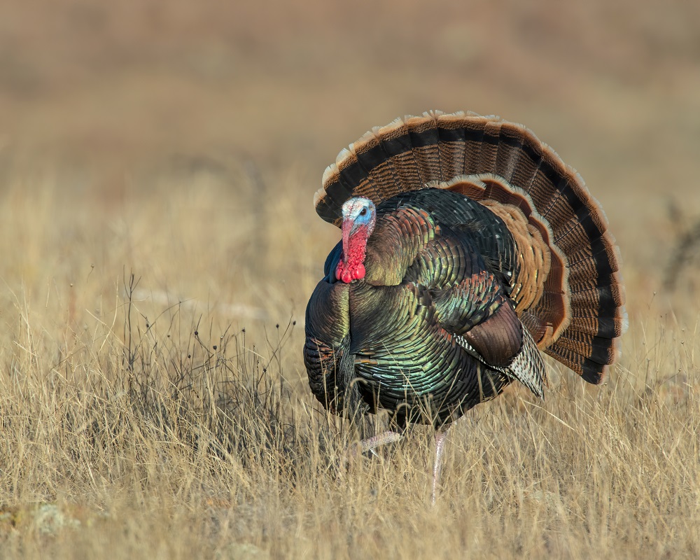 How Antibiotics for Turkeys’ Drinking Water Supports Flock Health