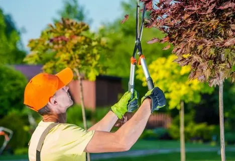 Tree Trimming in Poinciana, FL: The Complete Guide to Healthier, Safer, and More Beautiful Trees