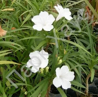Benefits of Adding Marginal Pond Plants to Your Garden